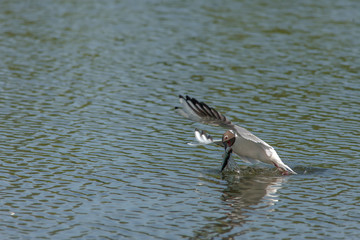 beautiful seagull caught fish