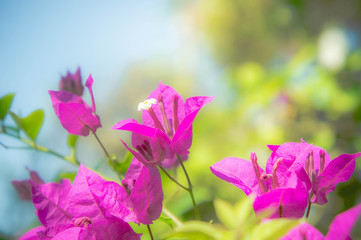  Bougainvillea flower , pink flowers in the park