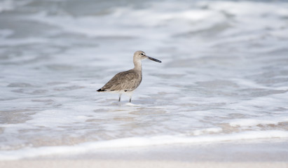 Willet (Tringa semipalmata ) on the Beach in Punta de Mita, Mexico