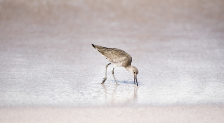 Willet (Tringa semipalmata ) on the Beach in Punta de Mita, Mexico