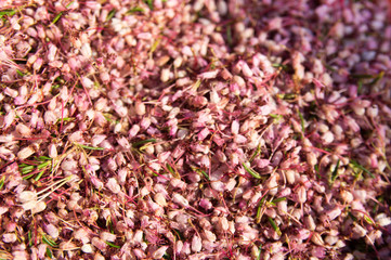 Heather, ling flower texture background (Calluna vulgaris)