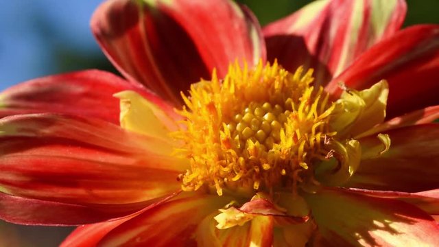 Dahlia "Pooh". Bumblebee collects honey. The Pooh variety has orange-red petals with gold and lemon-colored petal-like sepals. Collarettes Dahlia type. Dahlia flower swaying in the light wind breeze.