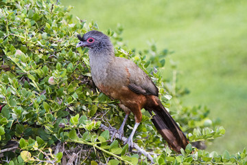 Rufous-bellied Chachalaca (Ortalis wagleri) in Vegetation in Mexico