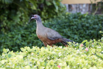 Rufous-bellied Chachalaca (Ortalis wagleri) in Vegetation in Mexico