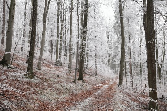 Fototapeta Forest path in winter scenery