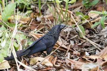 Groove-billed Ani (Crotophaga sulcirostris) in Vegetation in Mexico