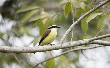 Great Kiskadee (Pitangus sulphuratus) in Mexico
