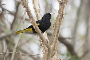 Yellow-winged Cacique (Cassiculus melanicterus) om a Native Tree in Mexico