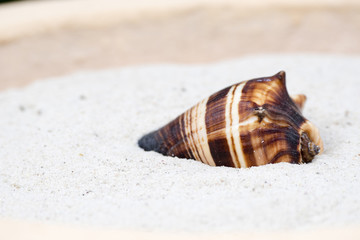 Sea Shell on Sand at a Resort in Mexico