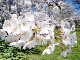 Washington branch of the cherry blossom March 2010
