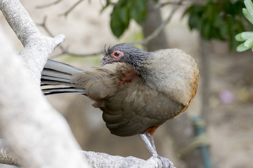 Rufous-bellied Chachalaca (Ortalis wagleri) in Vegeatation in Mexico
