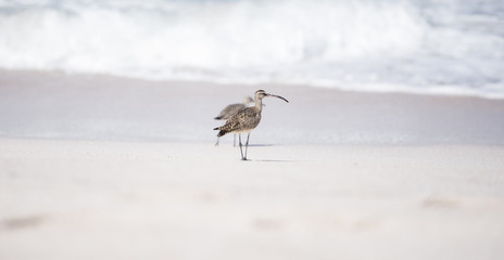Whimbrel (Numenius phaeopus) on Beach in Mexico