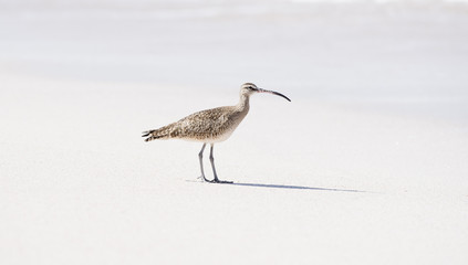 Whimbrel (Numenius phaeopus) on Beach in Mexico