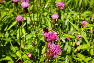bumblebee on the flower Thistle Carduus at meadow close-up