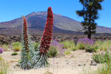 Tajinastes del Teide en primavera © Bentor