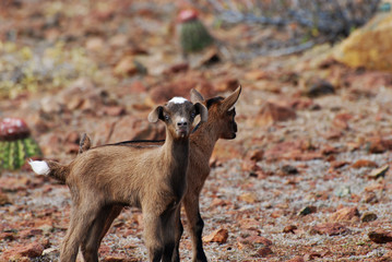 Wild Pair of Cute Baby Goats in Aruba
