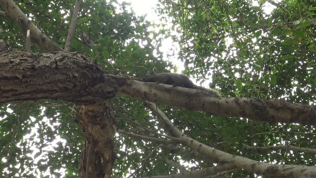 4k, Pallas's squirrel searching food at the top of the tree in the Daan park forest of Taipei city-Dan