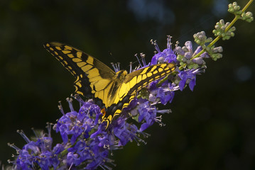 Mariposa amarilla sobre flores de lavanda