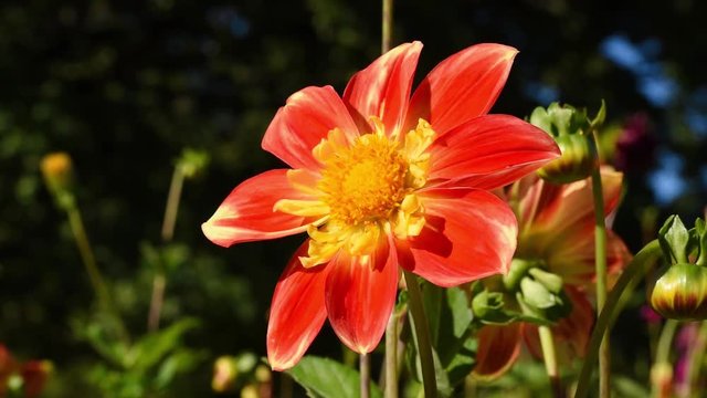Dahlia "Pooh". The Pooh variety has orange-red petals with gold and lemon-colored petal-like sepals. Collarettes Dahlia type. Dahlia flower swaying in the light wind breeze. Place for text,copy space