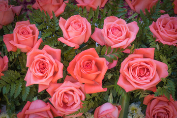 Old rose roses on green background