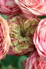 Lovely rose is a chameleon. It changes colors from pink to green-beige. Acropolis (MeIcrado).