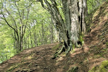 Baumfamilie am Wegesrand um den Lac Pavin, Vulkanauvergne
