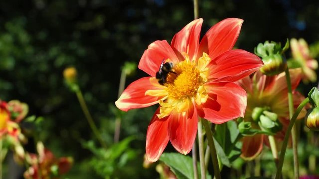 Dahlia "Pooh". Bumblebee collects honey. The Pooh variety has orange-red petals with gold and lemon-colored petal-like sepals. Collarettes Dahlia type. Dahlia flower swaying in the light wind breeze. 