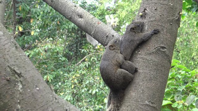 4k, Pallas's squirrel have sex in the tree of the Daan park forest, Taipei city -Dan