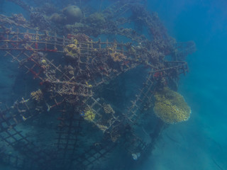 Fototapeta na wymiar gitterkonstruktion mit korallen im meer
