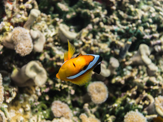 Fototapeta na wymiar anemonenfisch ansicht mitte