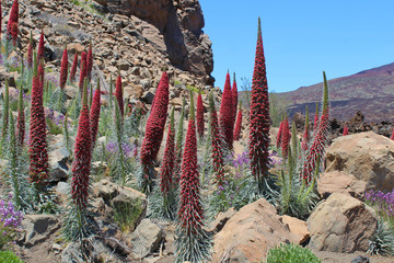 Tajinastes rojos del Teide
