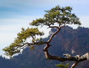 Fototapeta na wymiar Old pine tree on peak of mountain
