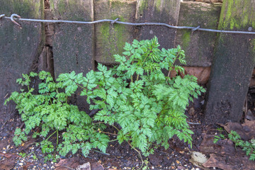 herbs groing in the wood agains the fence.