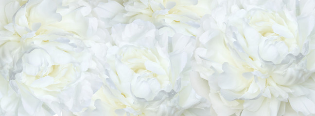 banner  white peonies © lms_lms