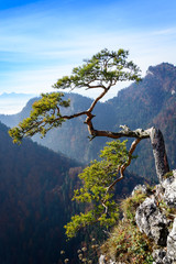 Obraz premium Old pine tree on peak of mountain
