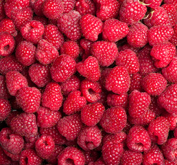 Many sweet fresh raspberry fruit