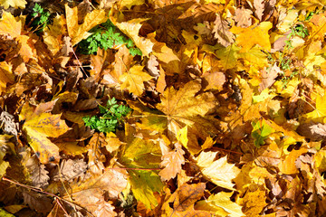 Yellow leaves on ground