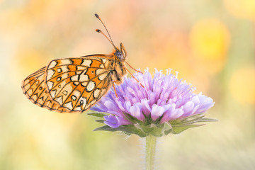 Randring-Perlmutterfalter (Boloria eunomia)