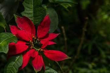 weihnachtsstern von gartenanlage in bali