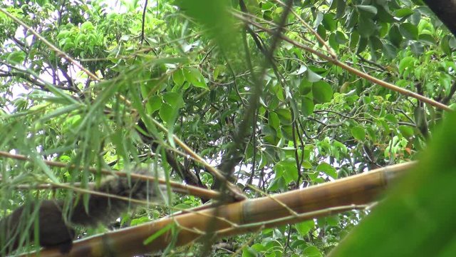 Pallas's squirrel searching food on the floor the Daan park in the bamboo forest, Taipei city 4K -Dan