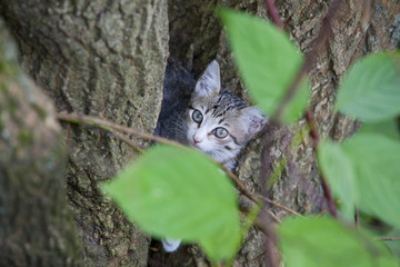 Cute small tricolor kitten sitting on tree in the forest in  autumn. Pretty kitty in sunny day look at camera. 