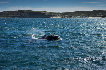 Southern Right Whale in the Valdes Peninsula in Argentina; Concept for travel in Argentina and Whale Watching