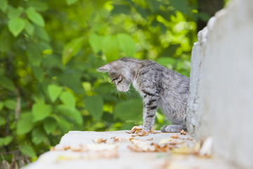 Cute small tricolor kitten sitting on the ground in the forest in  autumn. Pretty kitty in sunny day look at camera. 