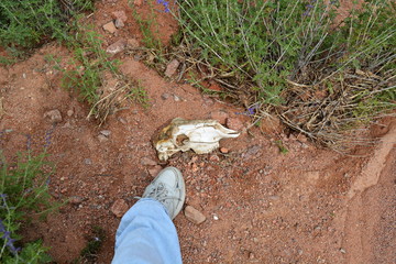 the skull of the animal on the ground found while traveling near human leg