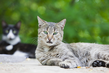 Two big stray cats on the ground. Close up portrait.