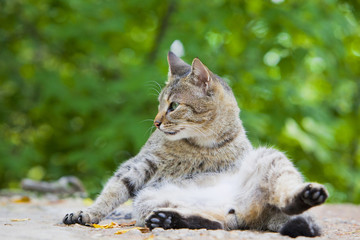 Big stray cat washing on the ground. Close up portrait.