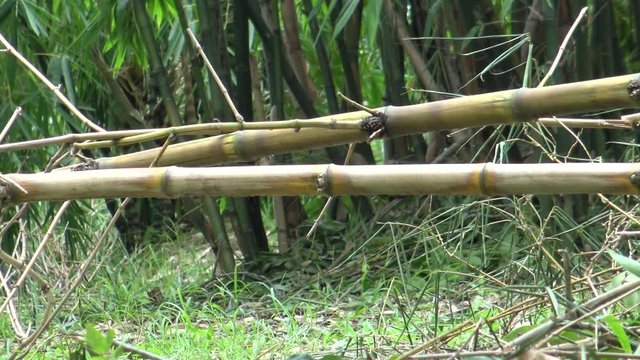 Pallas's squirrel is worming on a branch of bamboo in the Daan park bamboo forest, Taipei city 4K -Dan
