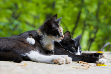 Cute kitten lying with his mother in sunny day and eating her milk. Small stray kitty tricolor close up portrait.
