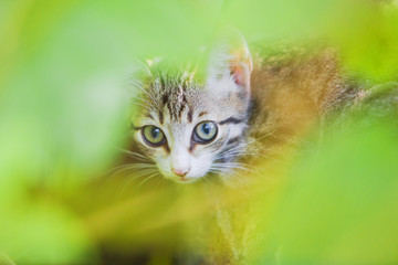 Fototapeta na wymiar Cute kitten sit on the tree in sunny day. Small stray kitty tricolor close up portrait.