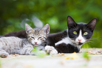 Cute kitten lying with his mother in sunny day. Small stray kitty tricolor close up portrait.